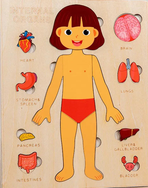 Montessori Wooden Human Body Jigsaw Puzzle, Anatomy Play Set for kids