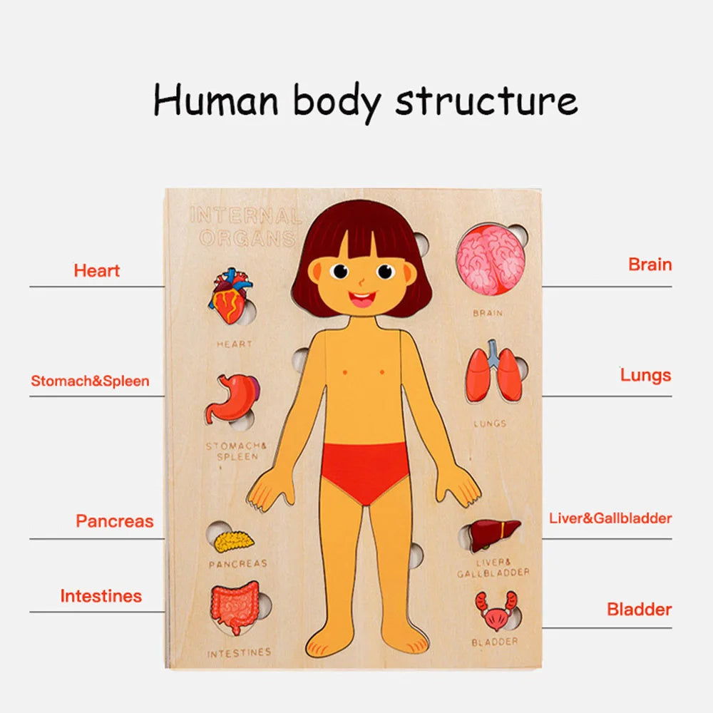 Montessori Wooden Human Body Jigsaw Puzzle, Anatomy Play Set for kids